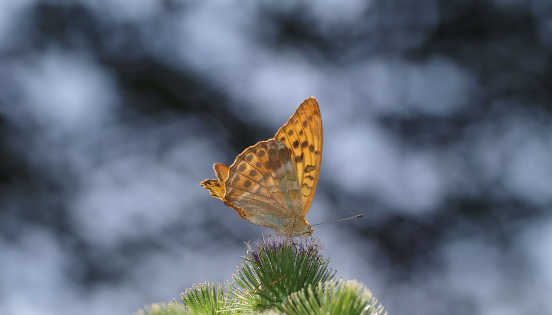 Oranger Schmetterling auf Nadelbaum vor einem grauen Hintergrund